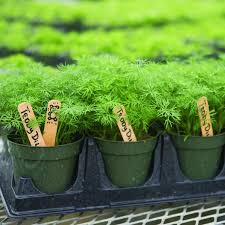 Dill Teddy From Ngb Member Johnnys Selected Seeds National Garden Bureau Productive Slow Bolting Dill With Pollinator Garden Planting Vegetables Patio Pots
