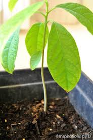 Epingle Sur Potager Jardin