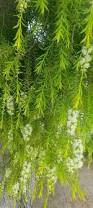 Image result for Melaleuca sp. A (Biegel 5741)