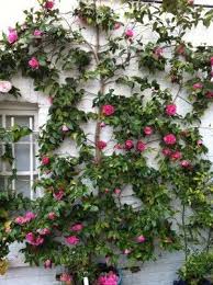 My Mother S Camellias Laetitia Maklouf Garden Inspiration Plants Magical Garden