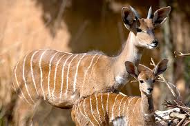 Spiral Horned Antelope San Diego Zoo Animals Plants