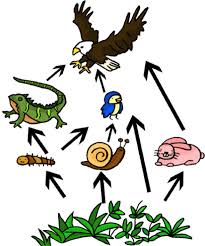 Check spelling or type a new query. Examples Easy Simple Food Chain Drawing Novocom Top