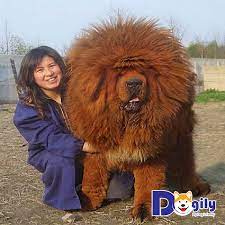 Maybe you would like to learn more about one of these? Cho Ngao Tay Táº¡ng Gia Bao Nhieu Tiá»n Va Cac Yáº¿u Tá»' áº£nh HÆ°á»Ÿng