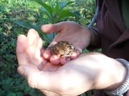 Haben sie einen befall bemerkt, ist rasches handeln extrem wichtig, um den schaden einzugrenzen. Erschopfte Krote Im Garten Forum Froschnetz