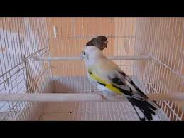 jilguero blanco parva pisando impresionante youtube goldfinch bird parrot