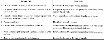 What is animal cell brainly. What Is The Main Difference Between Plant Cell And Animal Cell