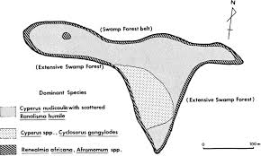 Image result for Tessmannia anomala