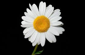 Image result for foto Kopretina