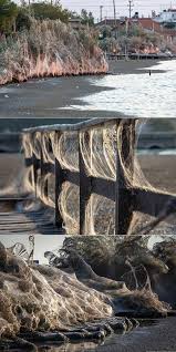 Behind the phenomenon aitoliko, greece, are the spiders' favorite snacks: Giant 1 000 Foot Spiderweb Blankets Beach In Western Greek Town Of Aitoliko Techeblog