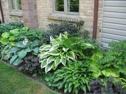 Gerade in einem liebevoll gestalteten und gepflegte garten kann eine ungenutzte und unschöne ecke sehr ärgerlich sein. Schattenpflanzen Der Schattenplatz Als Kleine Oase Garten Schattengarten Schattenpflanzen