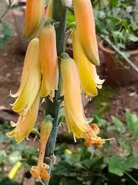 Image result for Aloe rulkensii