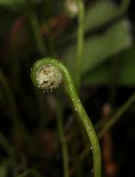 Image result for Marsilea macrocarpa