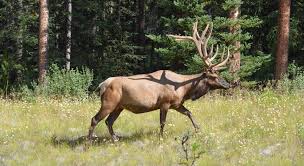 How To Score And Field Judge Elk Part 1 Gohunt
