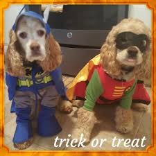 Rubie S Batman S Robin Dog Halloween Costume Baxterboo