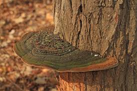 Image result for Polysphaeria ribauensis