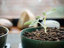 This mix can be used for container gardening! Make The Best Seed Starting Mix For Dirt Cheap It S Organic Too Garden Betty