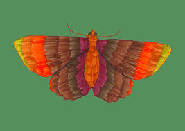 The coloring page version of the painting allows you to fill in the background, phases of the moon, and the moth's antennae however you'd like. Moth Colouring Page