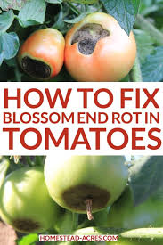 Blossom End Rot On Tomatoes Prevent Treat And Reverse In 2020 Blossom End Rot Tomatoes Growing Tomato Plants Tomato Problems