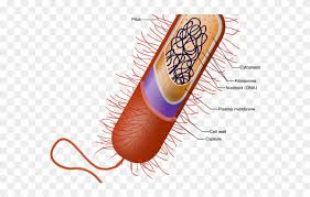 Check spelling or type a new query. Bacteria Clipart Prokaryotic Cell Prokaryotic Cell Diagram Png Download 632093 Pinclipart
