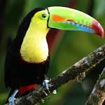 Image result for toucan in the rainforest