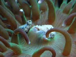 Faqs On Anemone Behavior In Marine Aquariums 1