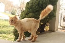 A cat shaved to look like a lion! We Shaved Our Cat Hand In Hand