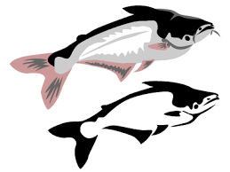 Budidaya ikan patin kolam terpal bioflok ide bisnis ternak menguntungkan. Swai Fish Information Facts Total Fisherman