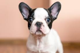 Maybe you would like to learn more about one of these? Mini French Bulldog 10 Cute Facts You Didn T Know All Things Dogs All Things Dogs