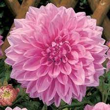Botanical Name Dahlia Babylon Roze Form Dormant Tender Tuber Sun Exposure Partial Shade Full Sun Autumn Flowering Plants Bulb Flowers Dahlias For Sale