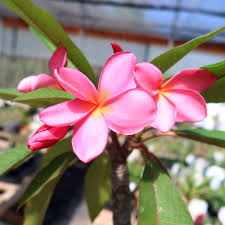 Image result for Plumeria rubra