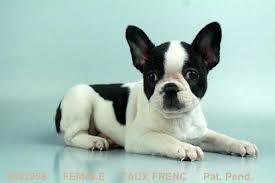 He has an amazing blue coat and gorgeous eyes, therefore he will melt everyone he full blue french bulldog. Frenchton Puppies For Sale Atlanta Georgia