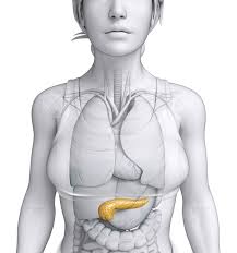But the masculine language of medicine doesn't end there. Female Body Parts Of The Pancreas Free Download