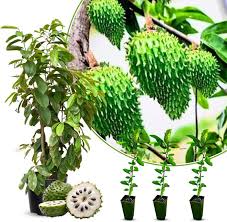 Image result for Annona muricata