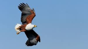 Maybe you would like to learn more about one of these? Arti Mimpi Burung Elang Tanda Keinginan Terkabul Atau Kemajuan Dalam Karier