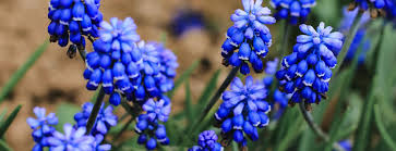 Soft and sensational spring arrangement. 12 Blue Coloured Wildflowers For The Garden Horticulture