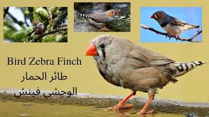 Bird Zebra Finch In Australia طائر الحمار الوحشي فينش في أستراليا Zebra Finch Some Beautiful Pictures Finches Bird