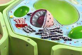 Check spelling or type a new query. Amazon Com Eisco Labs Plant Cell Model On Base 11 5 X 10 X 2 Toys Games
