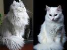 Persian cat - Wikipedia