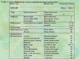 Kalitimin Sitolojik Temelleri Ppt Indir