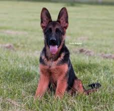 Their diets are supplemented with organic eggs from our chickens. Iillinois German Shepherd Breeder Puppies For Sale Vom Ragnar