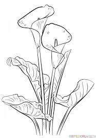 Flowers Drawings Inspiration How To Draw A Calla Lily Step By Step Drawing Tutorials For Kids And Beginners Flowers Tn Leading Flowers Magazine Daily Beautiful Flowers For All Occasions I left bit of now the sketch is complete!