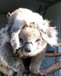 Pin By Bldcҝŵħiŧ On Video Animais Diversos Video In 2020 Koala Cute Animals Cute Funny Animals