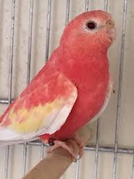 Baby Bird With No Feathers Bourque Rubino Neophema Bourki Colorful Parrots Cute Birds Beautiful Birds