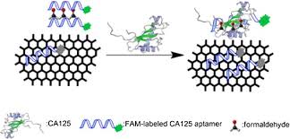 As such, one must consider the presence of these. Respective And Simultaneous Detection Tumor Markers Ca125 And Stip1 Using Aptamer Based Fluorescent And Rls Sensors Sciencedirect