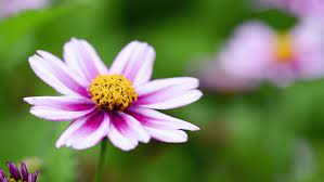 Pink, white, and orange cultivars are also available. Beautiful Bidens Flower Called As Stock Footage Video 100 Royalty Free 25687181 Shutterstock