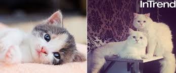 Kini kucing menjadi salah satu hewan peliharaan paling populer di dunia setelah anjing. Pernah Seorang Wanita Masuk Neraka Kerana Mengikat Seekor Kucing Dan Tidak Diberinya Makan Sabda Nabi Gempak