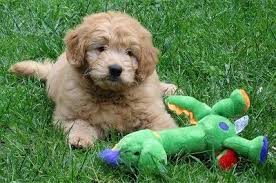 Some people view the mini goldendoodle as the perfect dog. Miniture Goldendoodle Mini Goldendoodle Goldendoodle Goldendoodle Puppy