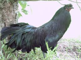 I love cockfighting, it's a hobby. Oriental And Long Tail Chicks