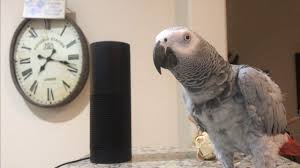 Smartest most conversational parrot ever. Petra the home automation expert,  african grey