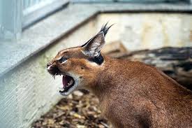 Caracal caracal schmitz _____ السلام عليكم ورحمة الله وبركاته. Ø§Ù„ÙˆØ´Ù‚ Ø§Ù„ØµØ­Ø±Ø§ÙˆÙŠ Ø§Ù„ÙƒØ±Ùƒ ÙƒØ§Ø±Ø§ÙƒØ§Ù„ ÙƒØ§Ø±Ø§ÙƒØ§Ù„ ÙƒØ§Ù„Ø§Ù‡Ø§Ø±ÙŠØ© Ù‚Ø·Ø© ÙƒØ¨ÙŠØ±Ø© Ù‚Ø· Wildcat Ø­ÙŠÙˆØ§Ù† Ù„Ø¬ÙˆØ¡ Ø§Ù„Ù‚Ø· Ø§Ù„ÙƒØ¨ÙŠØ± Ø­ÙŠÙˆØ§Ù† Ø§Ù„ÙˆØ´Ù‚ Ø¨Ø±ÙŠ Pikist